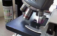 Microscope with slide Microscope with slide