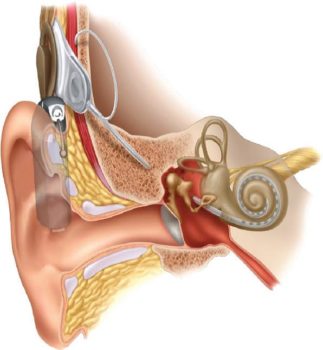 Internal diagram of the ear