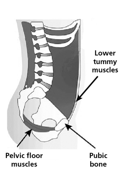 Diagram showing the lower tummy muscle area, pelvic floor muscles and pubic bone
