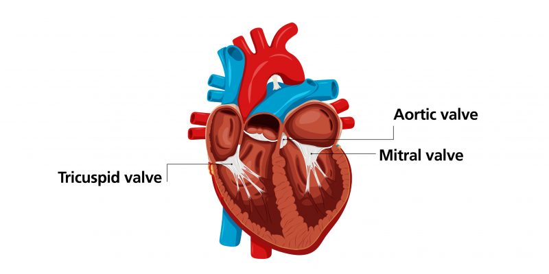 Diagram highlighting where the mitral valve i slocated