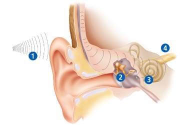 Diagram showing the different areas of the ear labelled 1, 2 3 and 4