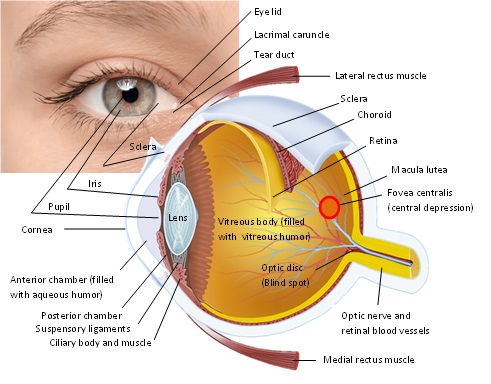 Normal eye appearance