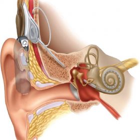 Internal structure of an ear