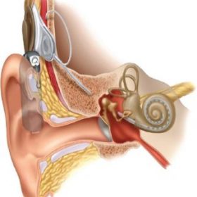 Internal diagram of the ear