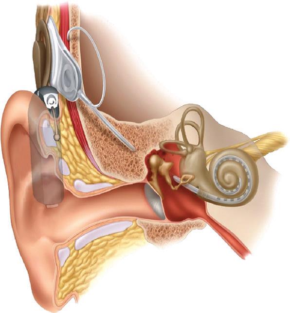 Internal structure of an ear