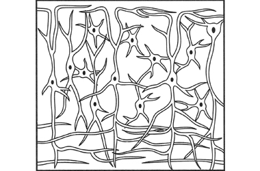 line drawing of the nervous system