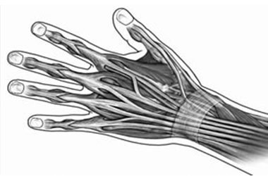 Extensor tendon illustration