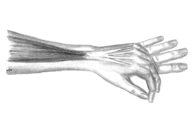 Illustration of the hand and wrist tendons - side view