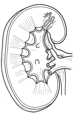 Line drawing of the kidney