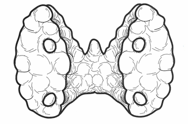 line drawing of the thyroid