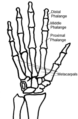 Diagram of the hand which labels each of the bones in the fingers