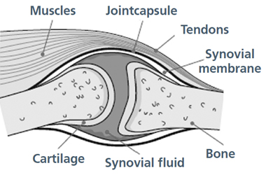 diagram of a healthy joint