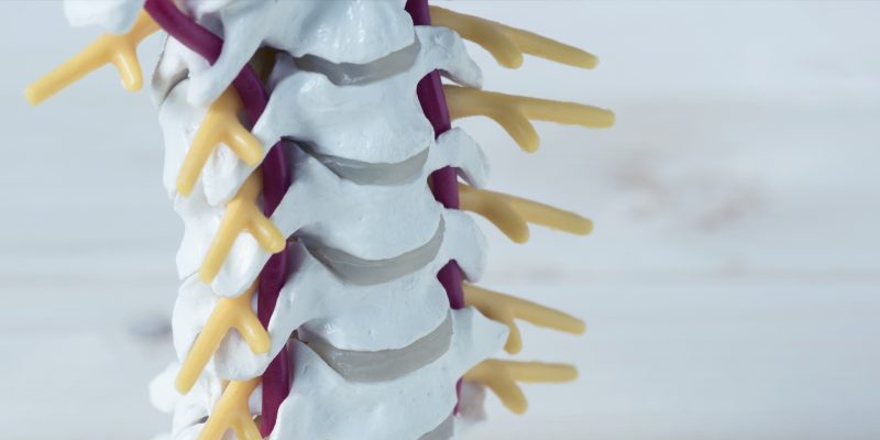 closeup model of the neck bones