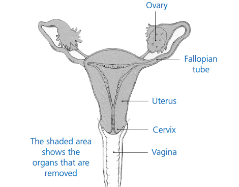 Diagram illustrating the different organs