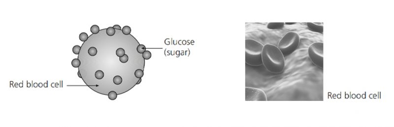 Example illustration of the red blood cells and the glucose attached to these cells
