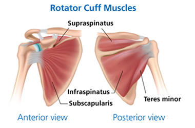 Illustrative diagram of the rotator cuff muscles - a front and back view