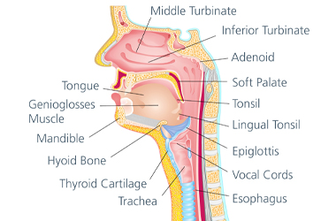 Diagram of Throat Anatomy
