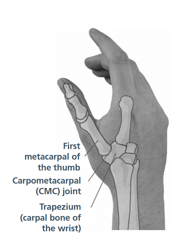 Diagram showing the thumb joint attaches to the wrist