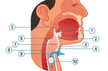 Diagram with the numbers 1 to 10 each number refers to the different parts of the throat