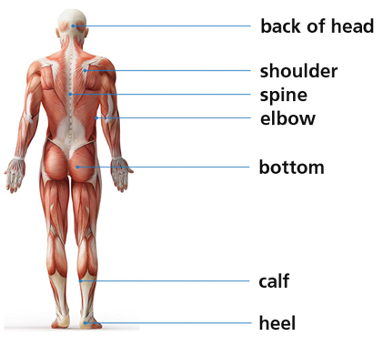 Diagram highlighting the pressure points when laying down. These are on the back of the head, shoulder, spine, elbow, bottom, calf and heel