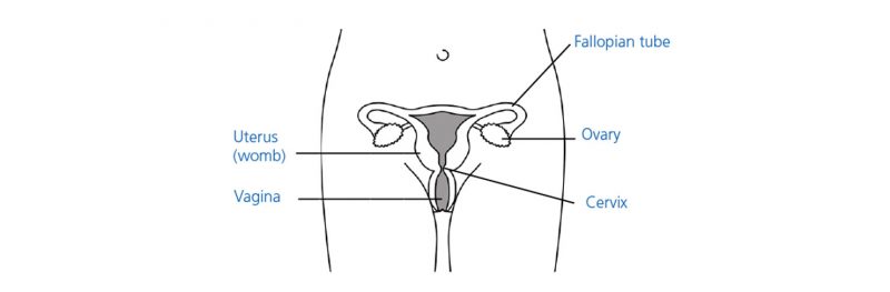 Female reproductive system diagram