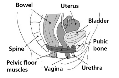 What is Pelvic Girdle Pain? 