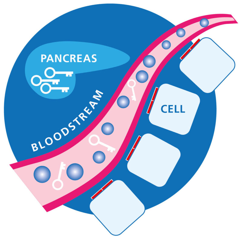 Diagram illustrating insulin as keys made in the pancreas, transferring into the bloodstream and not to the cells