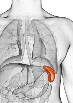 illustration highlighting where the spleen is located within the abdomen.