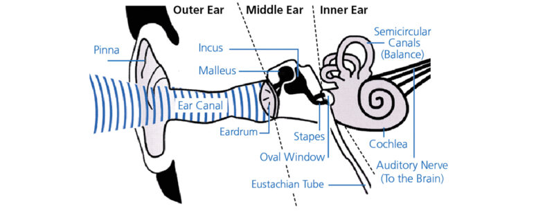 Labelled diagram of the outer, middle and inner ear