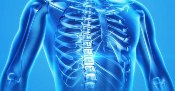 chest illustration